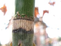 Equisetum hyemale var affine 34, Saxifraga-Rutger Barendse