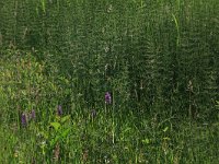 Equisetum palustre 12, Lidrus, Saxifraga-Hans Boll