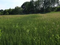 Equisetum palustre 15, Lidrus, Saxifraga-Hans Boll