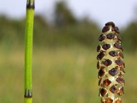 Equisetum palustre 18, Lidrus, Saxifraga-Ed Stikvoort