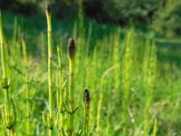 Equisetum palustre 19, Lidrus, Saxifraga-Ed Stikvoort