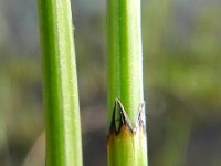 Equisetum palustre 20, Lidrus, Saxifraga-Rutger Barendse