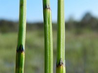 Equisetum palustre 21, Lidrus, Saxifraga-Rutger Barendse