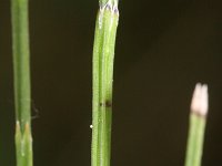 Equisetum palustre 22, Lidrus, Saxifraga-Rutger Barendse