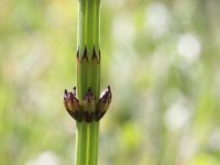 Equisetum palustre 23, Lidrus, Saxifraga-Rutger Barendse