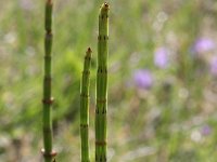 Equisetum palustre 24, Lidrus, Saxifraga-Rutger Barendse