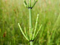 Equisetum palustre 25, Lidrus, Saxifraga-Rutger Barendse