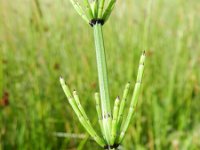 Equisetum palustre 26, Lidrus, Saxifraga-Rutger Barendse