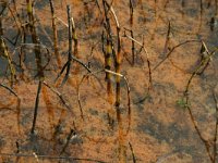 Equisetum palustre 6, Lidrus, Saxifraga-Hans Boll