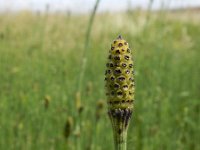 Equisetum ramosissimum 11, Vertakte paardenstaart, Saxifraga-Ed Stikvoort