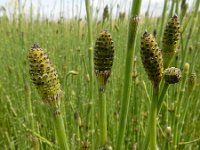 Equisetum ramosissimum 13, Vertakte paardenstaart, Saxifraga-Ed Stikvoort