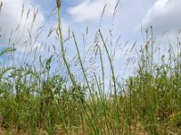 Equisetum ramosissimum 14, Vertakte paardenstaart, Saxifraga-Ed Stikvoort