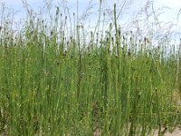 Equisetum ramosissimum 15, Vertakte paardenstaart, Saxifraga-Ed Stikvoort