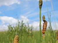 Equisetum ramosissimum 16, Vertakte paardenstaart, Saxifraga-Ed Stikvoort