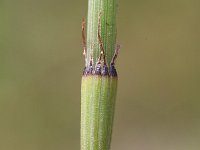 Equisetum ramosissimum 2, Vertakte paardenstaart, Saxifraga-Rutger Barendse