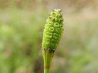 Equisetum ramosissimum 5, Vertakte paardenstaart, Saxifraga-Rutger Barendse