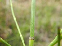 Equisetum ramosissimum 6, Vertakte paardenstaart, Saxifraga-Rutger Barendse