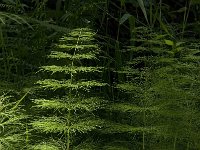 Equisetum sylvaticum 11, Bospaardenstaart, Saxifraga-Jan van der Straaten