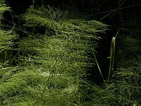 Equisetum sylvaticum 12, Bospaardenstaart, Saxifraga-Jan van der Straaten