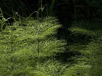 Equisetum sylvaticum 13, Bospaardenstaart, Saxifraga-Jan van der Straaten