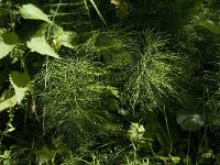 Equisetum sylvaticum 19, Bospaardenstaart, Saxifraga-Jan van der Straaten