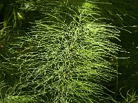 Equisetum sylvaticum 20, Bospaardenstaart, Saxifraga-Jan van der Straaten