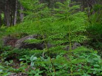 Equisetum sylvaticum 21, Bospaardenstaart, Saxifraga-Ed Stikvoort