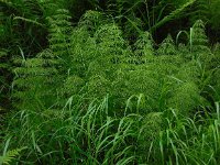 Equisetum sylvaticum 22, Bospaardenstaart, Saxifraga-Ed Stikvoort