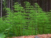 Equisetum sylvaticum 28, Bospaardenstaart, Saxifraga-Ed Stikvoort