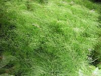 Equisetum sylvaticum 3, Bospaardenstaart, Saxifraga-Jasenka Topic