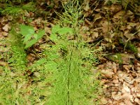 Equisetum sylvaticum 30, Bospaardenstaart, Saxifraga-Rutger Barendse