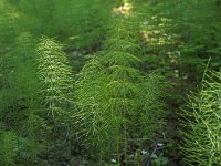 Equisetum sylvaticum 33, Bospaardenstaart, Saxifraga-Hans Dekker