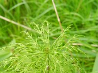 Equisetum sylvaticum 34,  Bospaardenstaart, Saxifraga-Rutger Barendse