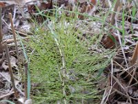 Equisetum sylvaticum 35, Bospaardenstaart, Saxifraga-Rutger Barendse