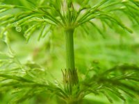 Equisetum sylvaticum 36, Bospaardenstaart, Saxifraga-Rutger Barendse