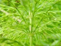 Equisetum sylvaticum 38, Bospaardenstaart, Saxifraga-Rutger Barendse