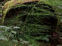 Equisetum sylvaticum 40, Bospaardenstaart, Saxifraga-Ed Stikvoort