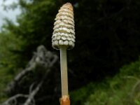 Equisetum sylvaticum 41, Bospaardenstaart, Saxifraga-Ed Stikvoort : Pierre de Haute s9900