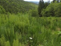 Equisetum sylvaticum 42, Bospaardenstaart, Saxifraga-Ed Stikvoort : Pierre de Haute