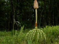 Equisetum sylvaticum 43, Bospaardenstaart, Saxifraga-Ed Stikvoort : Pierre de Haute s9900