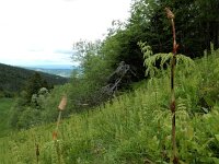 Equisetum sylvaticum 45, Bospaardenstaart, Saxifraga-Ed Stikvoort : Pierre de Haute s9900
