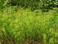 Equisetum sylvaticum 46, Bospaardenstaart, Saxifraga-Hans Grotenhuis