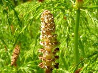 Equisetum sylvaticum 47, Bospaardenstaart, Saxifraga-Hans Grotenhuis