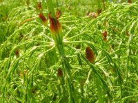 Equisetum sylvaticum 48, Bospaardenstaart, Saxifraga-Hans Grotenhuis