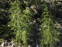 Equisetum sylvaticum 49, Bospaardenstaart, Saxifraga-Willem van Kruijsbergen