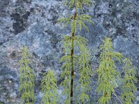 Equisetum sylvaticum 50, Bospaardenstaart, Saxifraga-Willem van Kruijsbergen