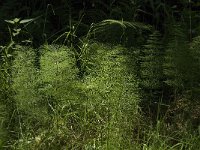 Equisetum sylvaticum 7, Bospaardenstaart, Saxifraga-Jan van der Straaten