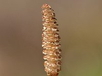 Equisetum telmateia 10, Reuzenpaardenstaart, Saxifraga-Elisabeth Raboin