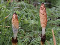 Equisetum telmateia 11, Reuzenpaardenstaart, Saxifraga-Peter Meininger