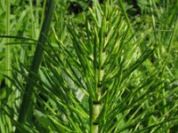 Equisetum telmateia 13, Reuzenpaardenstaart, Saxifraga-Rutger Barendse